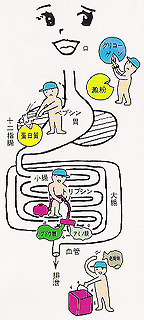 �H�������ɓ����āA���t���̃A�~���[�[�A�݂̒��̃y�v�V���A�g���v�V���A�݂ƒ��̒��̃��p�[�[�A�����ł̓g���v�V���Ȃǂł��ꂼ��h�{���i�h�{�f�j�ƘV�p���ɕ����A�r�������܂ł̓����ł��B